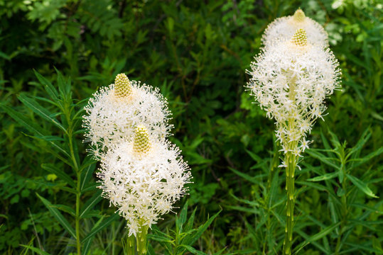 Close-up of beargrass in bloom