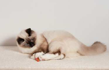 A seal point Birman cat,  male with blue eyes playing with toy on the carpet
