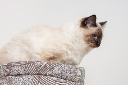 The Ultimate Guide to Home Pet Care for Indoor Cats
