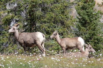 Fototapeta premium Deer family chilling out in the trees