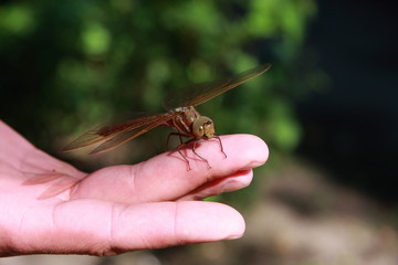 A large dragonfly came and sat on the arm