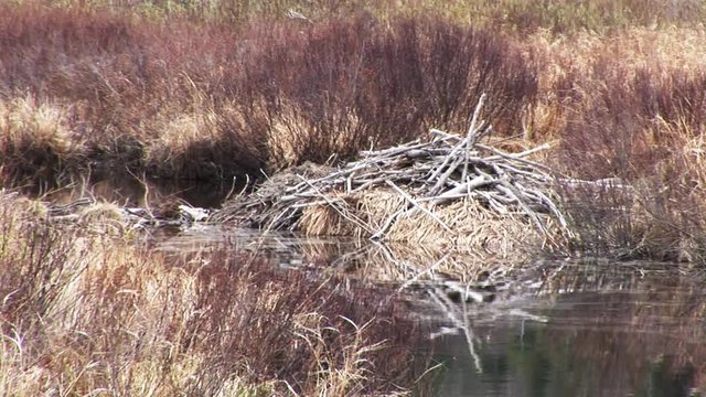 Pan left, beaver dams in Maine river