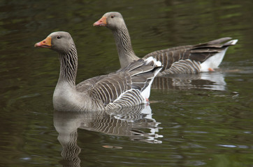 Fototapeta premium A pair of greylag geese