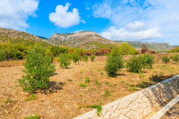 Fototapeta na wymiar Olive trees in mountain landscape of Brac island in Bol town, Croatia