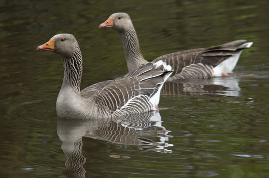 A pair of greylag geese