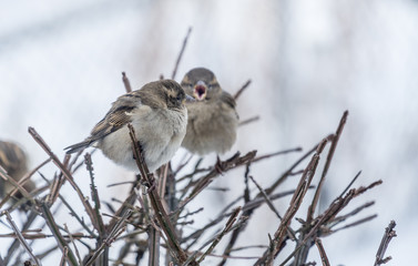 Two Sparrows on a Bush in the Winter