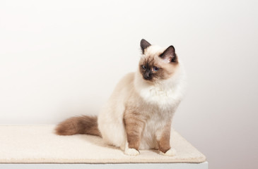 A seal point Birman cat, male sitting on the chest of drawers