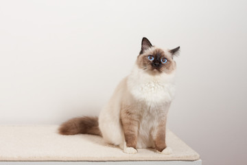 A seal point Birman cat, male sitting on the chest of drawers
