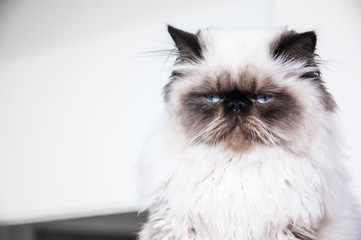 White cat with blue eyes on the white background