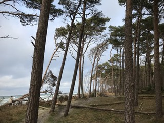 Windflüchter am Darsser Urwald - Ostseeküste