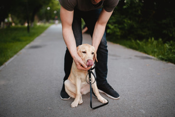 Dog ate garbage for walk, team is not allowed for dog. man pulls object out of mouth of Labrador....
