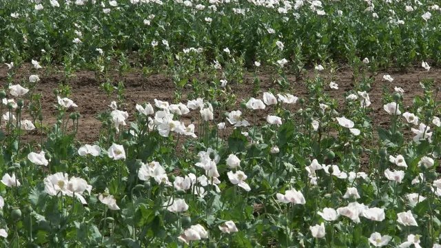 field of opium poppies growing in tasmania, australia.  Tasmania produces almost half the world's legal opiates