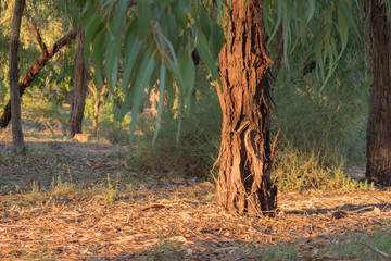 Tree trunk in a forest with reflection of the sun at sunset