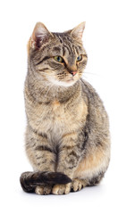Cat on a white background