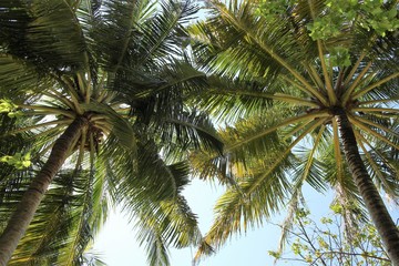 Fototapeta na wymiar Palmen auf Sun Island Malediven 