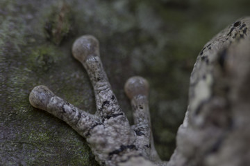 A Tree frog resting on a green tree
