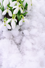 Snowdrop and Snow.