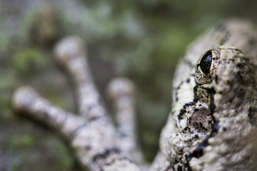 Frog on a mossy tree in Pure Michigan