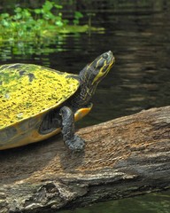 Basking Turtle