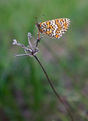 Macro shot of a butterfly