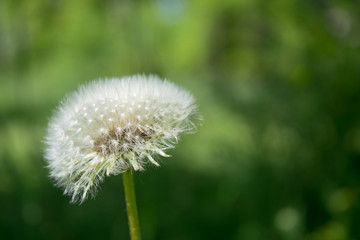 Close-up, macro of a flower