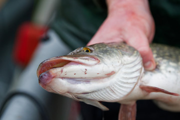 The head of the pike closeup.