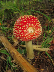 Reds in a white peas fly agaric, on a glade in the forest.