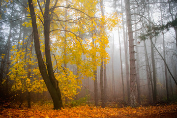 Autumn foggy landscape