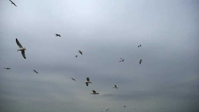 Gabbiani volano vicino alla barca da pesca nel mare del Nord