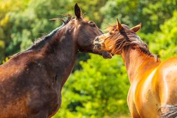 Two brown wild horses on meadow field