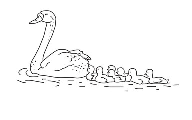 Лебединая семья