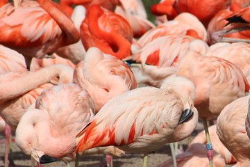 pink flamingo abstract background