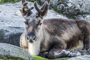 REINDEER - Rangifer tarandus - RENNA
