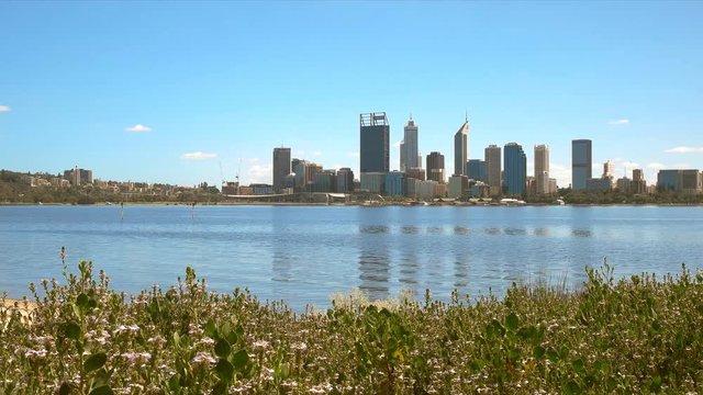 morning view of the skyline of perth and flowers growing beside the swan river in western australia
