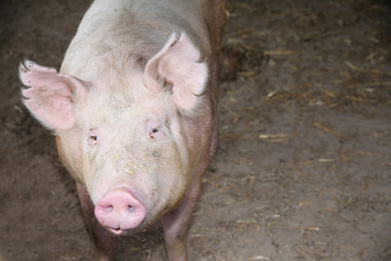 Extreme closeup photo of domestic pig sow