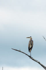 Great blue heron  on a branch 