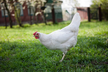 Village chicken summer time