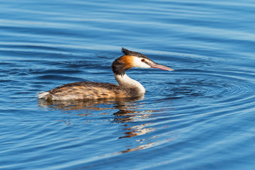 Great Crested Grebe
