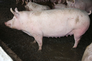 Side view photo of a beautiful mighty pig sow in the barn © acceptfoto