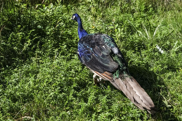 PEACOCK - Pavo cristatus - PAVONE 