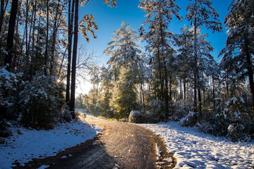 Louisiana snow blankets a state park