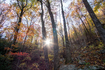 Sun moving through the fall foliage
