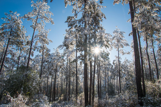 Louisiana snow blankets a state park