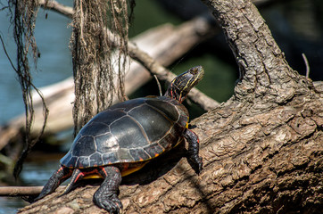 daffodils against black background