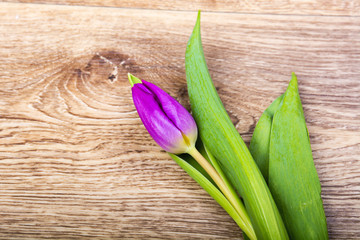 Violet tulip on a wooden table