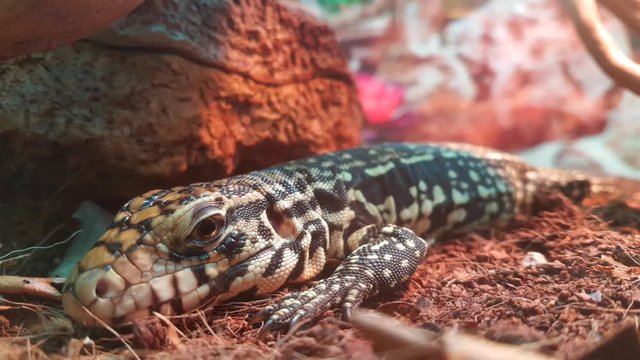 Argentine Giant Tegu (Tupinambis Merianae)