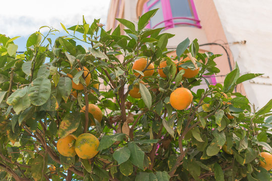 Orange tree with fruits with building of pink windows behind in city of Guardamar del Segura, Alicante