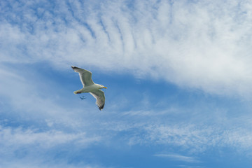 White gull flying Lower New York Bay