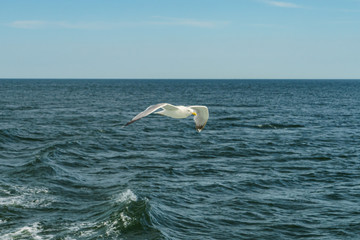 Fototapeta na wymiar White gull flying Lower New York Bay
