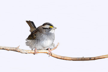 White throated sparrow (Zonotrichia albicollis ) isolated on white background